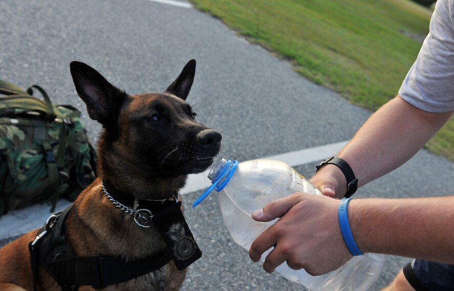 MOODY AIR FORCE BASE, Ga. -- Paco, 23rd Security Forces Squadron military working dog, is provided water halfway through a ruck march during physical training here June 25. Regular PT plays a major part in maintaining a dog’s weight, helps build trust between MWDs and their handlers, and helps prepare them to succeed in a deployed location. (U.S. Air Force photo by Airman 1st Class Joshua Green/RELEASED)