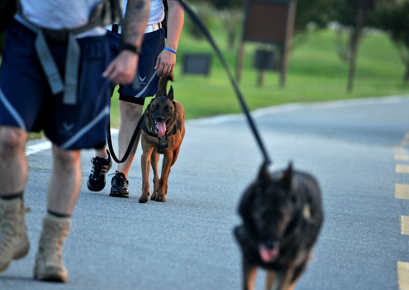 MOODY AIR FORCE BASE, Ga. -- Paco, 23rd Security Forces Squadron military working dog, walks next to his handler during a ruck sack march here June 25. Physical training done by the handler and dog is an important aspect to building rapport and trust. (U.S. Air Force photo by Airman 1st Class Joshua Green/RELEASED)