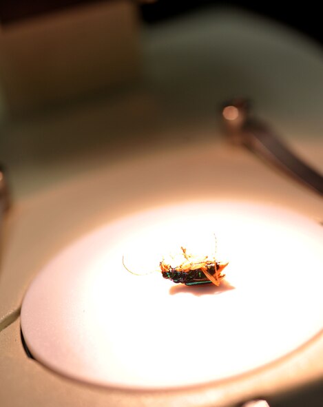 MOODY AIR FORCE BASE, Ga. -- An insect is inspected under a microscope here July 9 by a 23rd Civil Engineer Squadron entomology environmental specialist. An entomology specialist is required to identify the insect pest he is required to control.  Once the pest is identified, the best control method can be determined. (U.S. Air Force photo by Airman 1st Class Joshua Green/RELEASED)