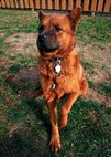 MINOT, N.D. -- Hoss, a chow-German shepherd mix, poses for his owner, Staff Sgt. Dale Gosney, 5th Bomb Wing public affairs broadcaster, at their home here recently. Hoss and Sergeant Gosney have been pals for more than 13-years as the sergeant has paid close attention to his dog’s safety. (U.S. Air Force photo)