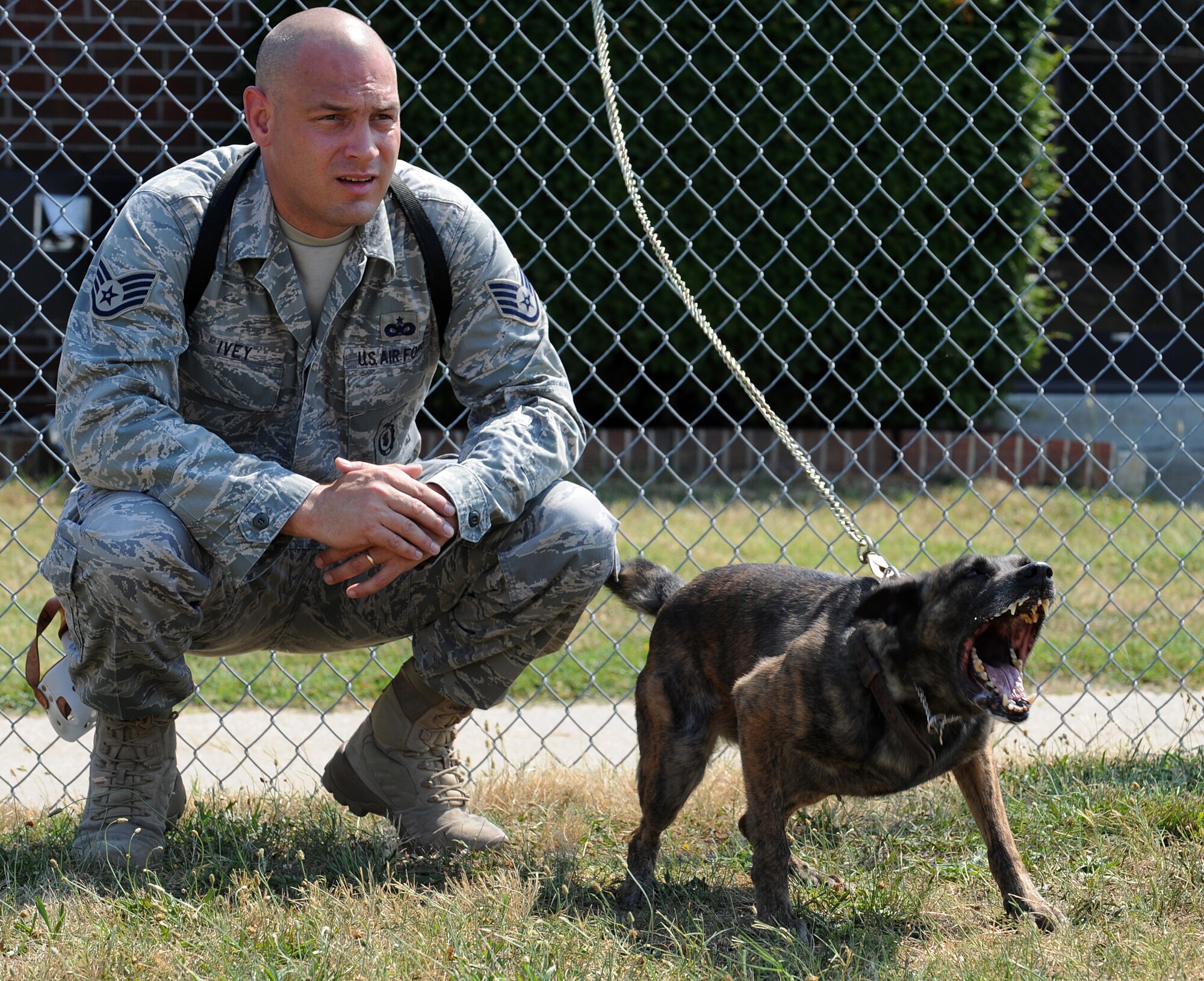 LANGLEY AIR FORCE BASE, Va. -- Staff Sgt. Alonza Ivey,355th Security Forces Squadron military working dog handler, looks on as Diesel, his military working dog, reacts to a decoy during the during the Air Combat Command military working dog seminar June 28. Handlers and dogs from each base in the command attended the five day course, hosted by the 633 SFS, to receive intensive education and training, including dog psychology and behavior, decoy training and ways to improve working dog performance. (U.S. Air Force photo/Senior Airman Zachary Wolf)