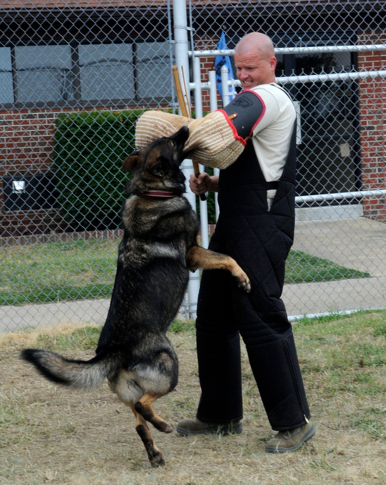 dog training near me