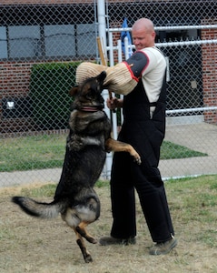 LANGLEY AIR FORCE BASE, Va. – Staff Sgt. Brent Reimers, 4th Security Forces Squadron Military Working Dog trainer from Seymour Johnson AFB, NC. , practices decoy work with MWD Liza during the Air Combat Command MWD training seminar June 29. Security forces military working dogs and their handlers from across ACC assembled at Langley for the first MWD training seminar. (U.S. Air Force photo/ Senior Airman Dana Hill)