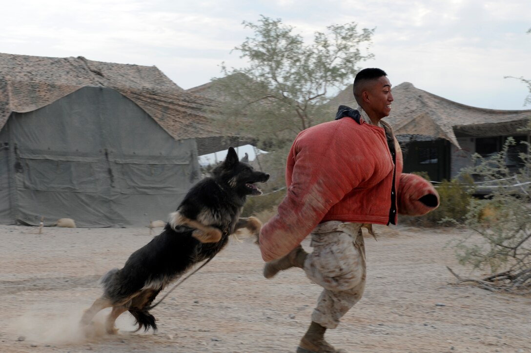 Sgt. Jay Parales, Combat Logistics Regiment 15 logistician, runs from Hexa, a military working dog from the Marine Corps Air Station in Yuma, Ariz., as she prepares to bite him at the Barry M. Goldwater Range in Arizona July 15, 2010. Yuma military working dog handlers trained CLR-15’s security company on how to work with and employ military working dogs in a combat environment. The regiment is slated to deploy to Afghanistan in September 2010. “It was pretty intense,” said Parales. “That dog took me down like I was a little toy. It was a little scary, but it was fun.” CLR-15 is based at Camp Pendleton, Calif.