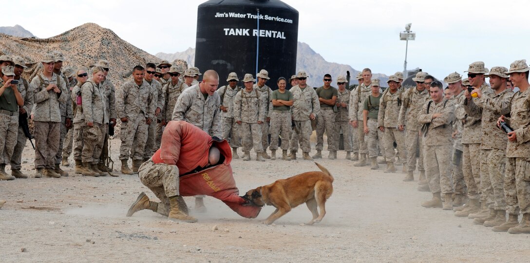 Gunnery Sgt. Tscharner Thomson, Combat Logistics Regiment 15 motor transportation maintenance chief, reacts as Bernie, a military working dog from the Marine Corps Air Station in Yuma, Ariz., bites him at the Barry M. Goldwater Range in Arizona, July 15, 2010. Yuma military working dog handlers trained CLR-15’s security company on how to work with and employ the dogs in a combat environment for their Afghanistan deployment in September. “This was some good training,” said Lt. Col. Mike Murchison, the incoming regiment commanding officer. “We got a little bit more than we expected.”