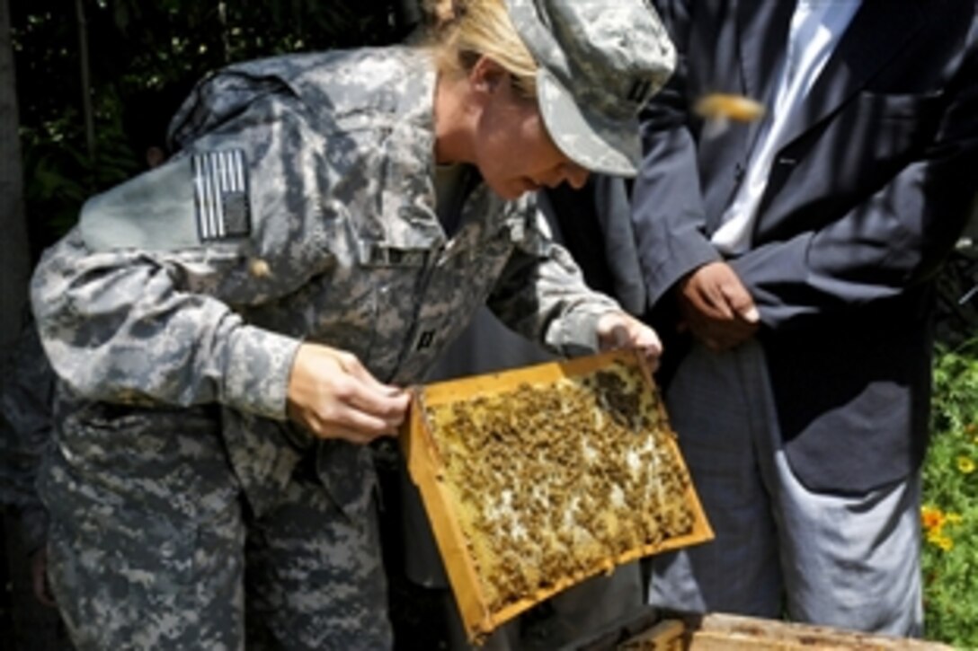 U.S. Army Capt. Bobbie Mayes examines the condition of a beehive in the Kapisa province, Afghanistan, July 6, 2010. Mayes, a women’s empowerment coordinator for the Kentucky Agribusiness Development Team, made a trip to check on the development of the beehive project, which was started by the previous agriculture team in 2009.