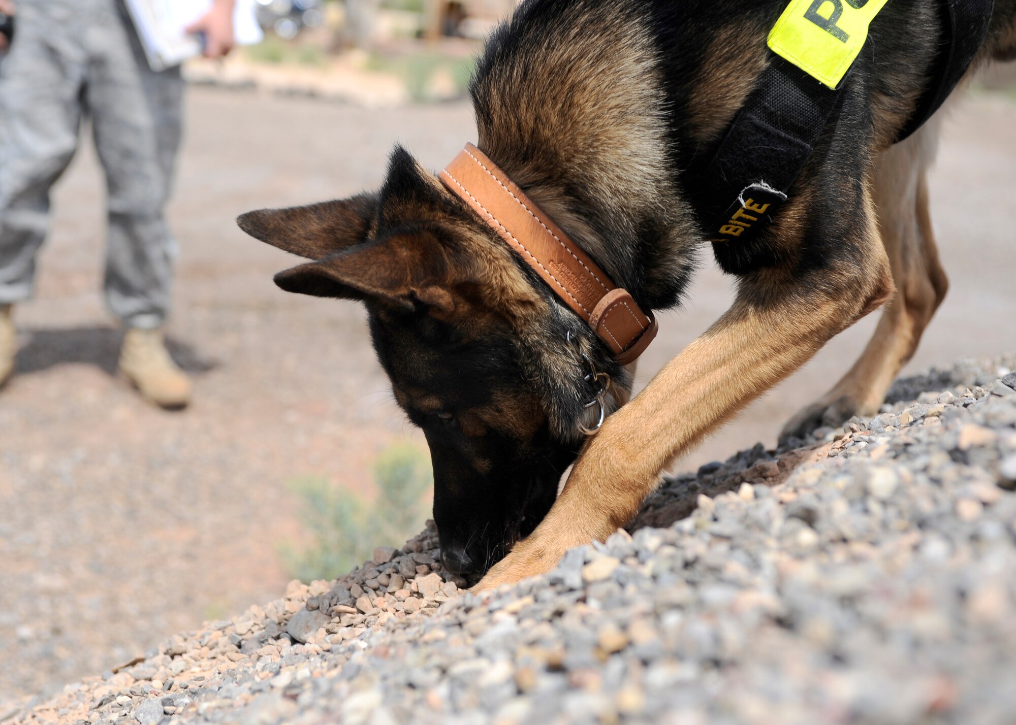 HOLLOMAN AIR FORCE BASE, N.M. -- Jacob, a military working dog, shows his detection capability with the use of a buried training aid during detection training July 8, 2010. The MWD team uses training aids to evaluate the dogs' ability to uncover potential threats for the base. (U.S. Air Force photo by Senior Airman Veronica Stamps / Released)