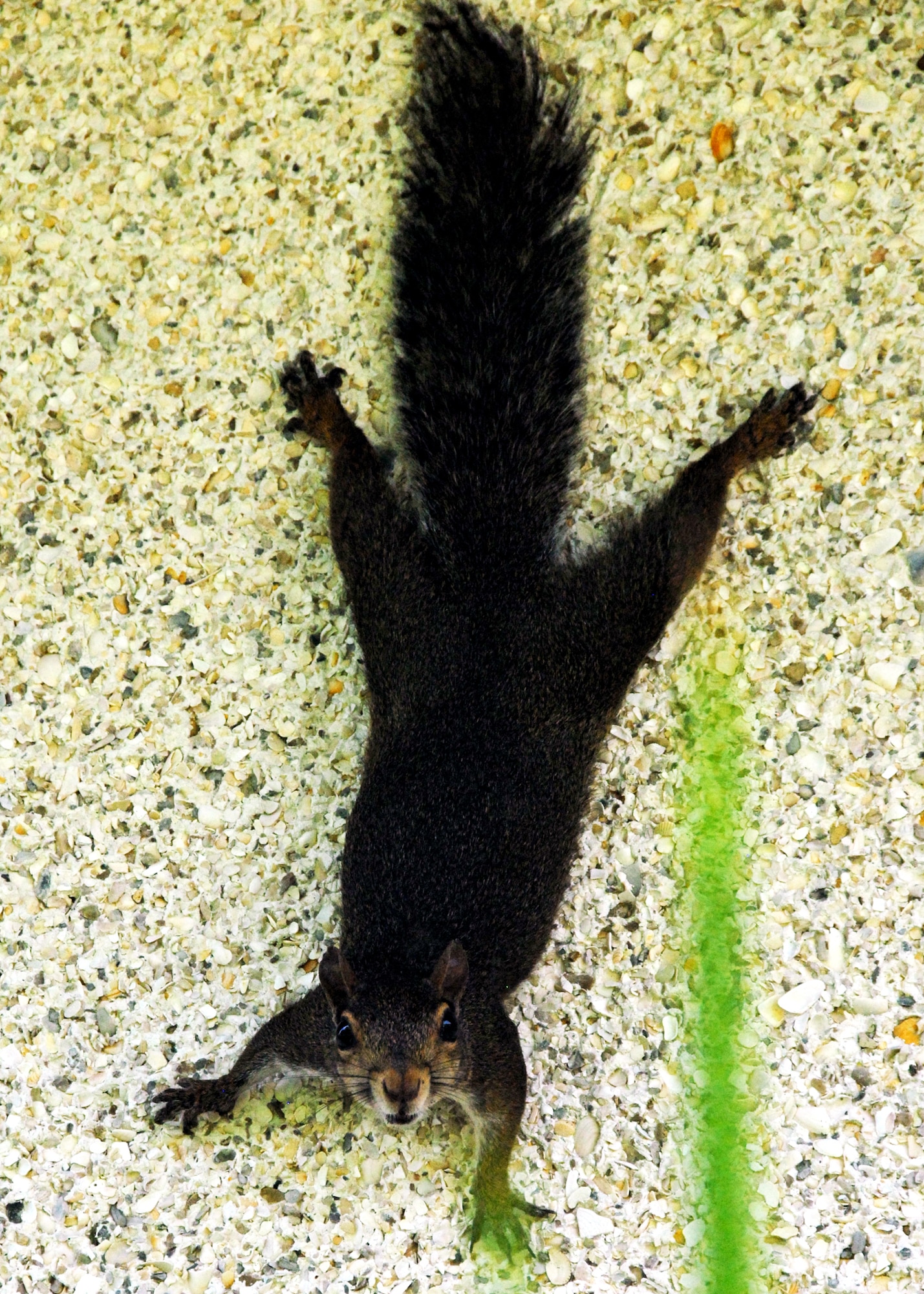 A squirrel stands guard on a wall outside the library at Eglin Air Force Base, Fla.  It stayed in the shade of building and watched patrons enter and exit the library during lunchtime July 14.  (U.S. Air Force photo/Samuel King Jr.)