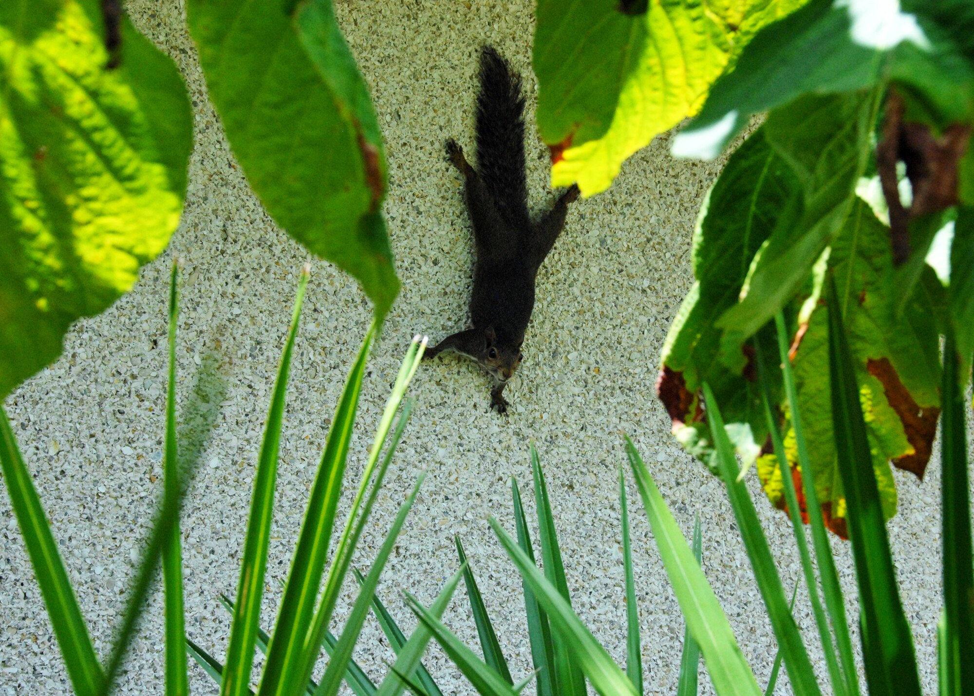 A squirrel stands guard on a wall outside the library at Eglin Air Force Base, Fla.  It stayed in the shade of building and watched patrons enter and exit the library during lunchtime July 14.  (U.S. Air Force photo/Samuel King Jr.)
