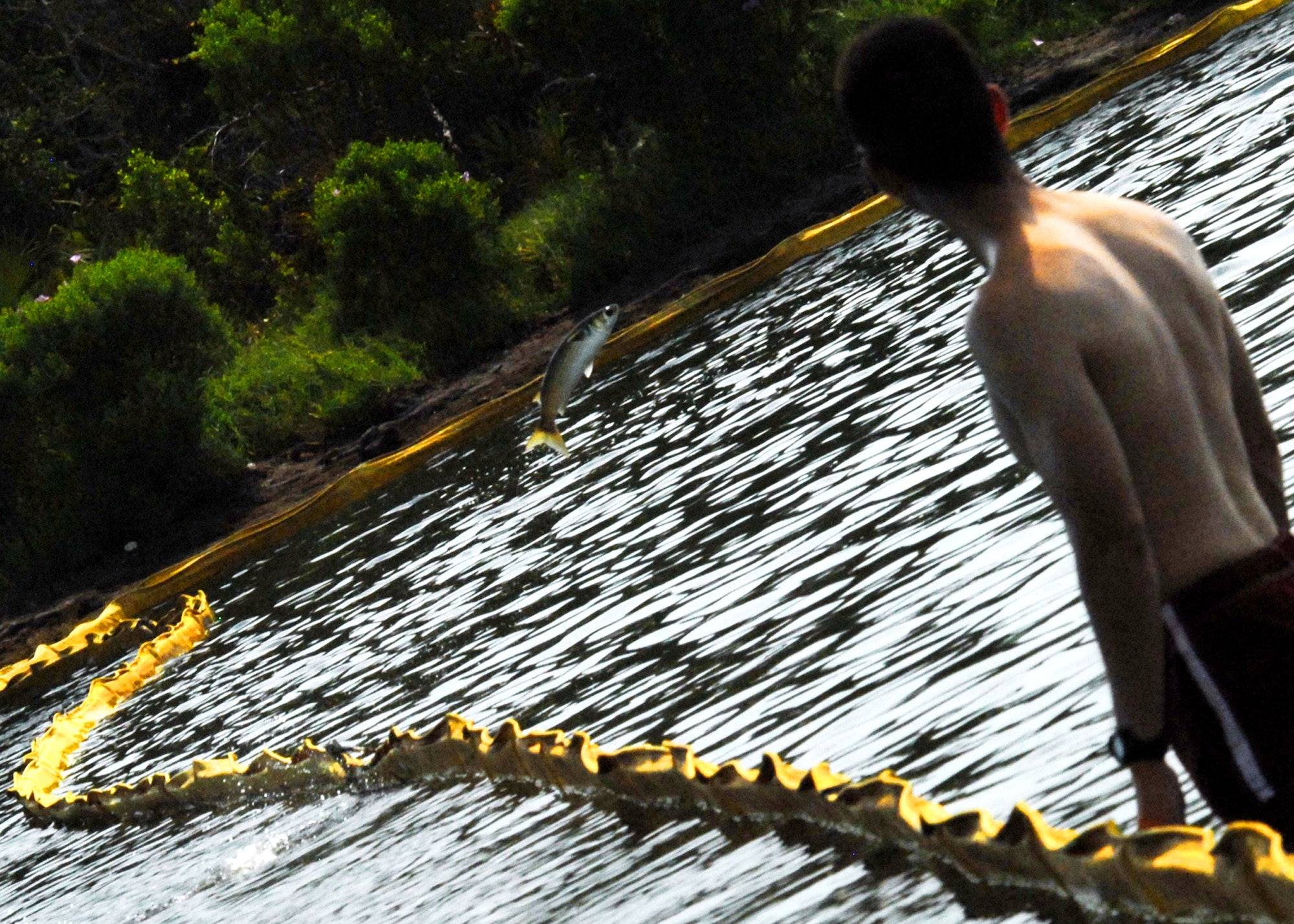A volunteer watches a fish leap from one side of the oil boom to the other during the install of 500 feet of boom along the shoreline of Eglin Air Force Base, Fla., July 14.  Boom is an oil containment device used to trap oil in the water so it can be collected before reaching the shore.  Approximately 2,000 feet of booms have been installed around Eglin waterways. (U.S. Air Force photo/Samuel King Jr.)