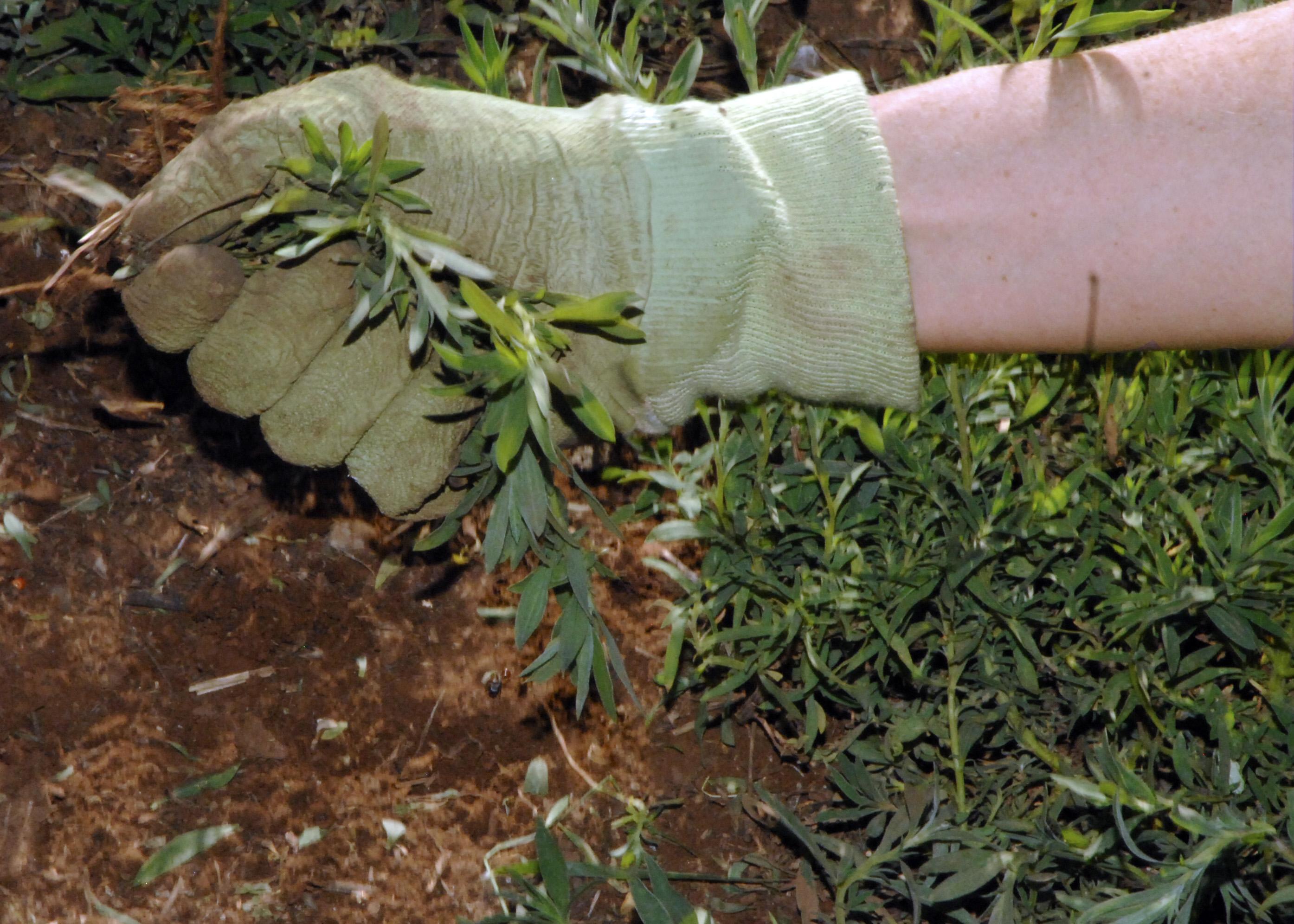 Прополка сорняков. Прополка огорода. От семян каких сорняков мука становится недоброкачественной. Зачем выпалывают сорную. Морковка на грядке.