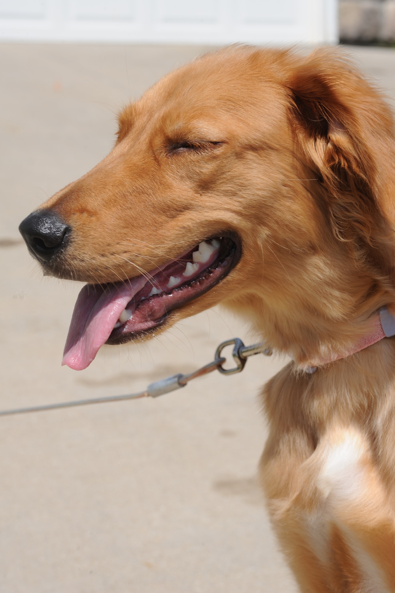 WHITEMAN AIR FORCE BASE, Mo. - Leaving dogs outside in extreme heat can subject them to heat exhaustion, heat stroke, brain damage, or even death. To report any unattended dogs left outside for long periods of time, call security forces (660)687-3700. (U.S. Air Force photo by Senior Airman Carlin Leslie)
