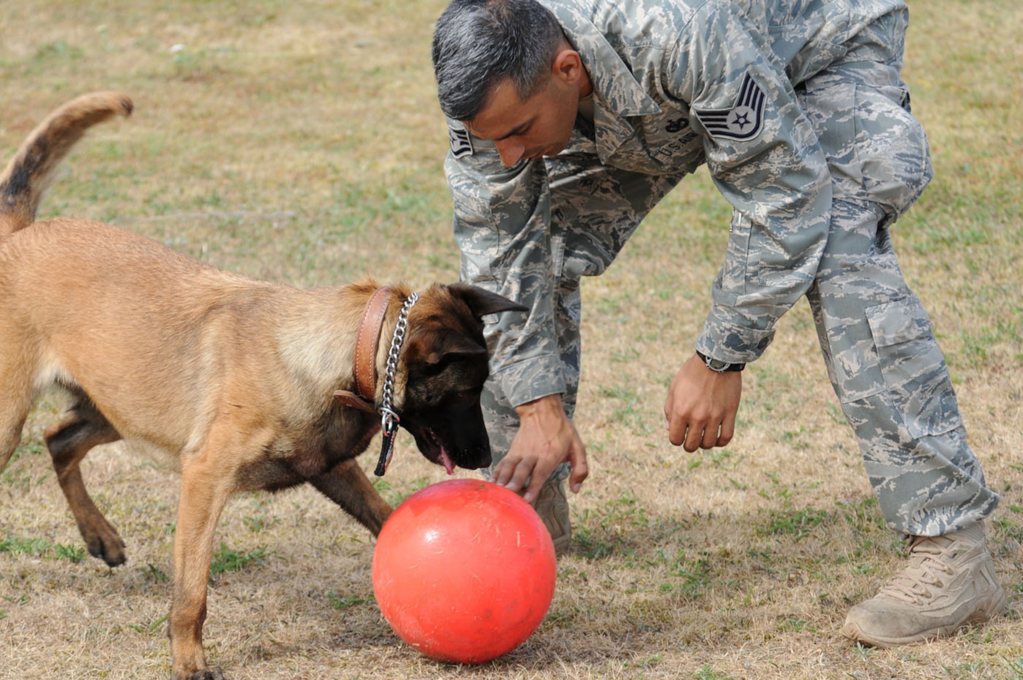 RAF MILDENHALL, England -- Staff Sgt. Raymond McMahon, 100th Security Forces Squadron Military Working Dog handler, plays ball with MWD Vvonya after a training session July 9. (U.S. Air Force photo/Karen Abeyasekere)