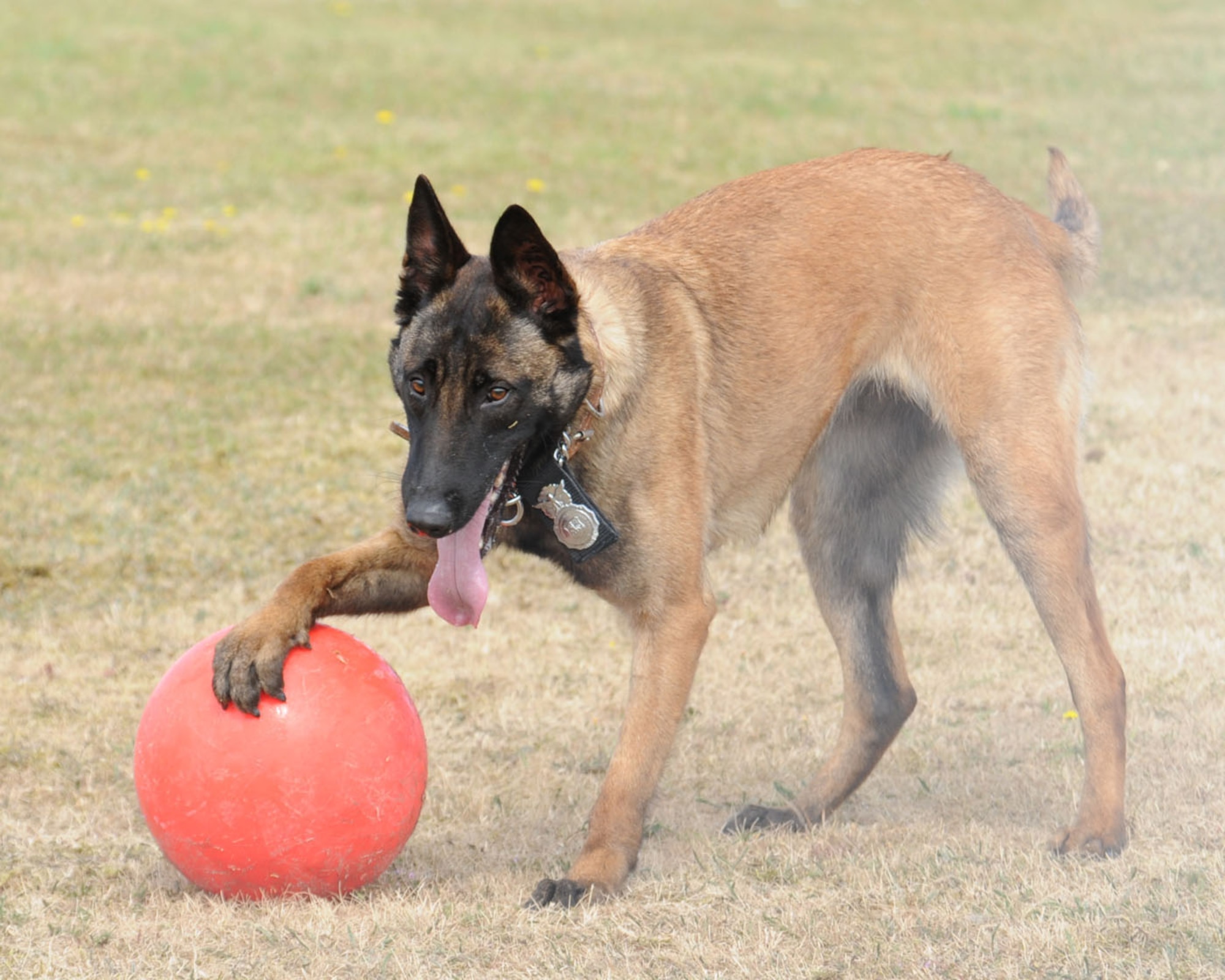RAF MILDENHALL, England -- Military Working Dog Vvonya keeps a possessive paw on her ball during playtime with her handler Staff Sgt. Raymond McMahon, 100th Security Forces Squadron, July 9. (U.S. Air Force photo/Karen Abeyasekere)