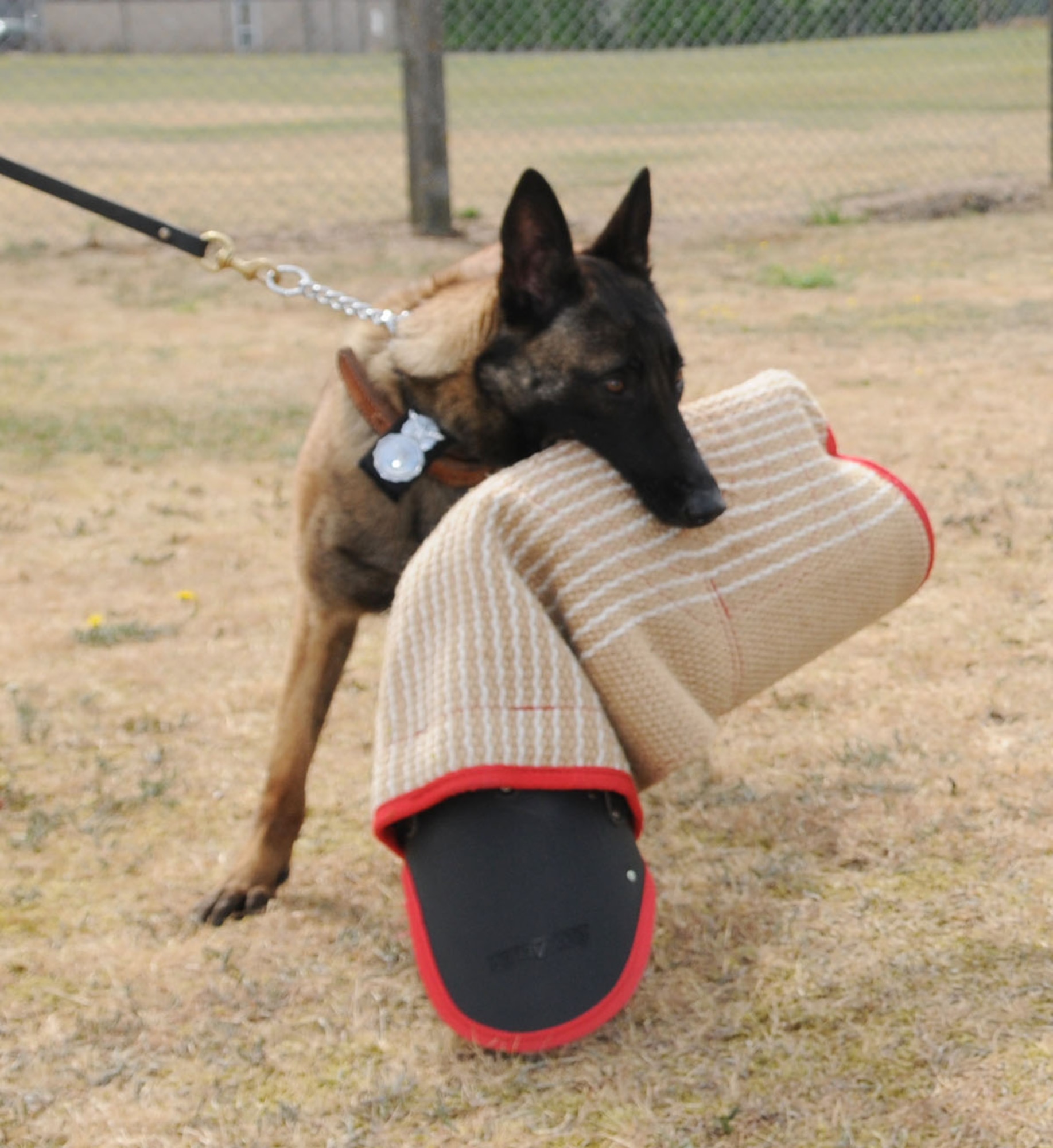RAF MILDENHALL, England -- Military Working Dog Vvonya shows off her "trophy" which was her reward for successfully completing attack training. (U.S. Air Force photo/Karen Abeyasekere)