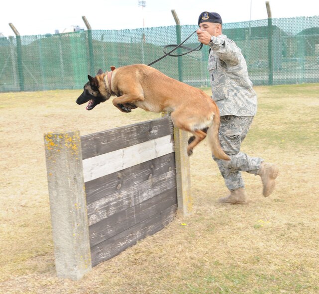 RAF MILDENHALL, England -- Staff Sgt. Raymond McMahon, 100th Security Forces Squadron Military Working Dog handler, runs with MWD Vvonya, RAF Mildenhall's first female Puppy Program dog, as she performs some agility training July 9. (U.S. Air Force photo/Karen Abeyasekere)