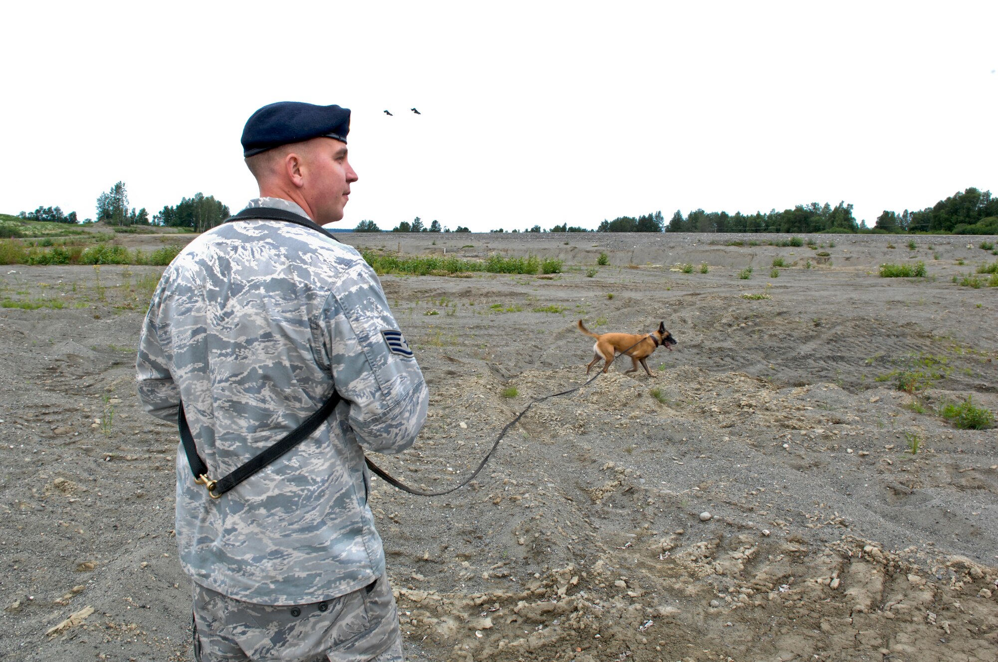 JOINT BASE ELMENDORF-RICHARDSON, Alaska -- Aircraft fly overhead as Staff Sgt. Scott Heise, 3rd Security Forces, military working dog trainer, and MWD Dino begin an evaluated scent find, scent finds are exercises with MWD trainer and dog must find a decoy by scent alone. Security Forces MWDs and trainers work daily to hone their skills. (Air Force photo by Airman 1st Jack Sanders) 