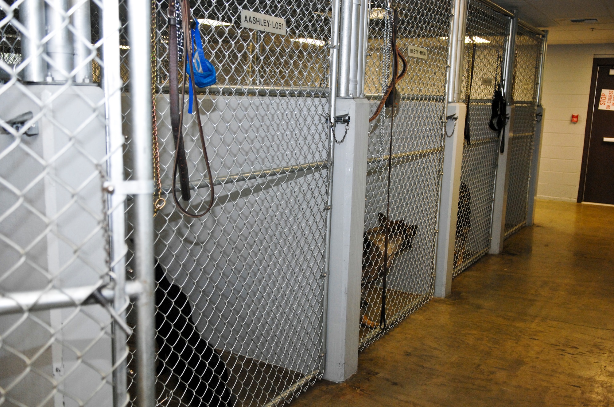 JOINT BASE ELMENDORF-RICHARDSON, Alaska -- A day of training for military working dogs at Elmendorf Air Force Base begins with the excited MWDs at their kennels. Security Forces MWDs and trainers work daily to hone their skills. (Air Force photo by Airman 1st Jack Sanders)