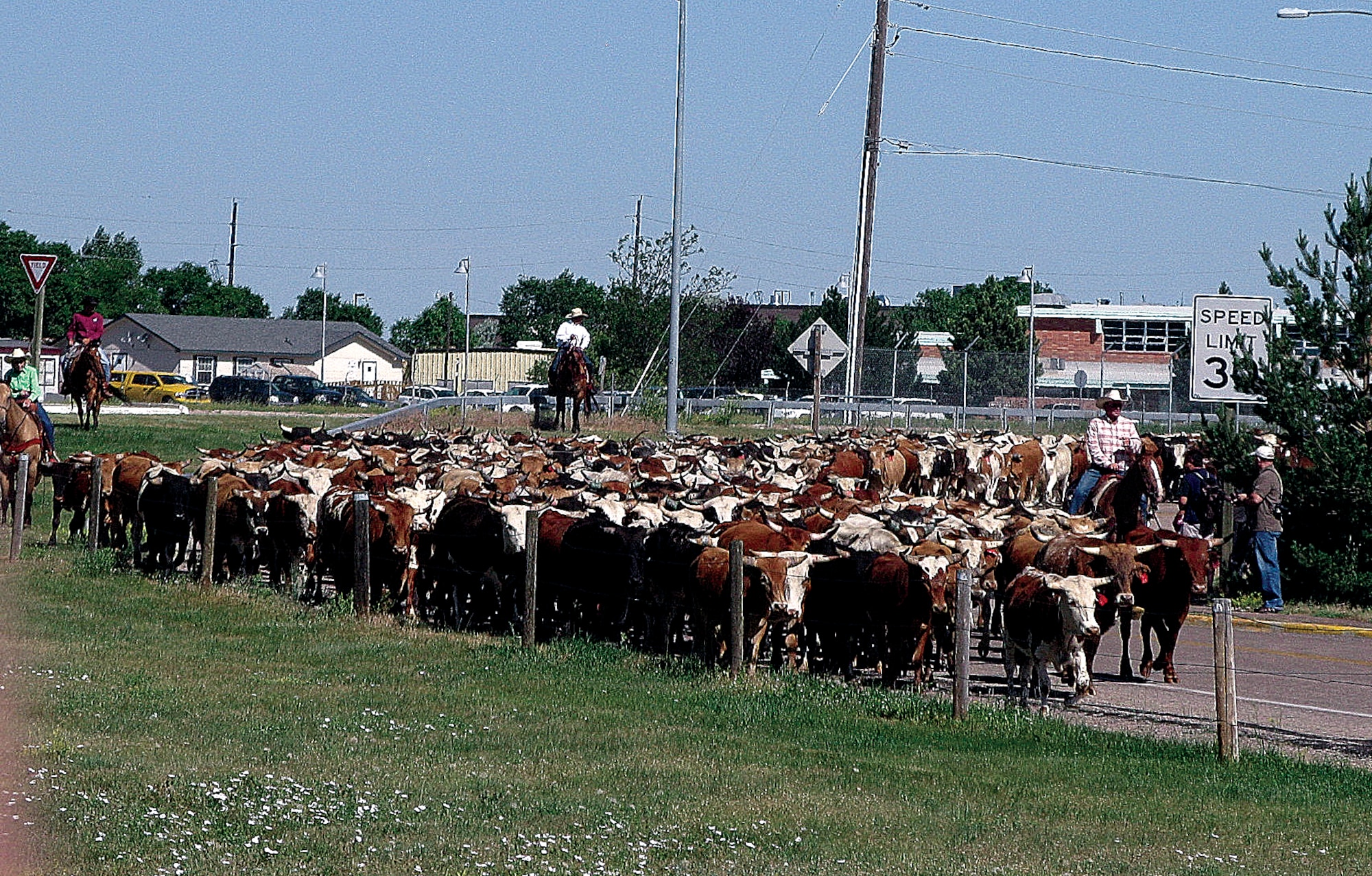 Cheyenne Frontier Days leadership drive cattle down the streets of Cheyenne on July 19. This event has been a long standing tradition of CFD. (U.S. Air Force photo by Julie Tims)