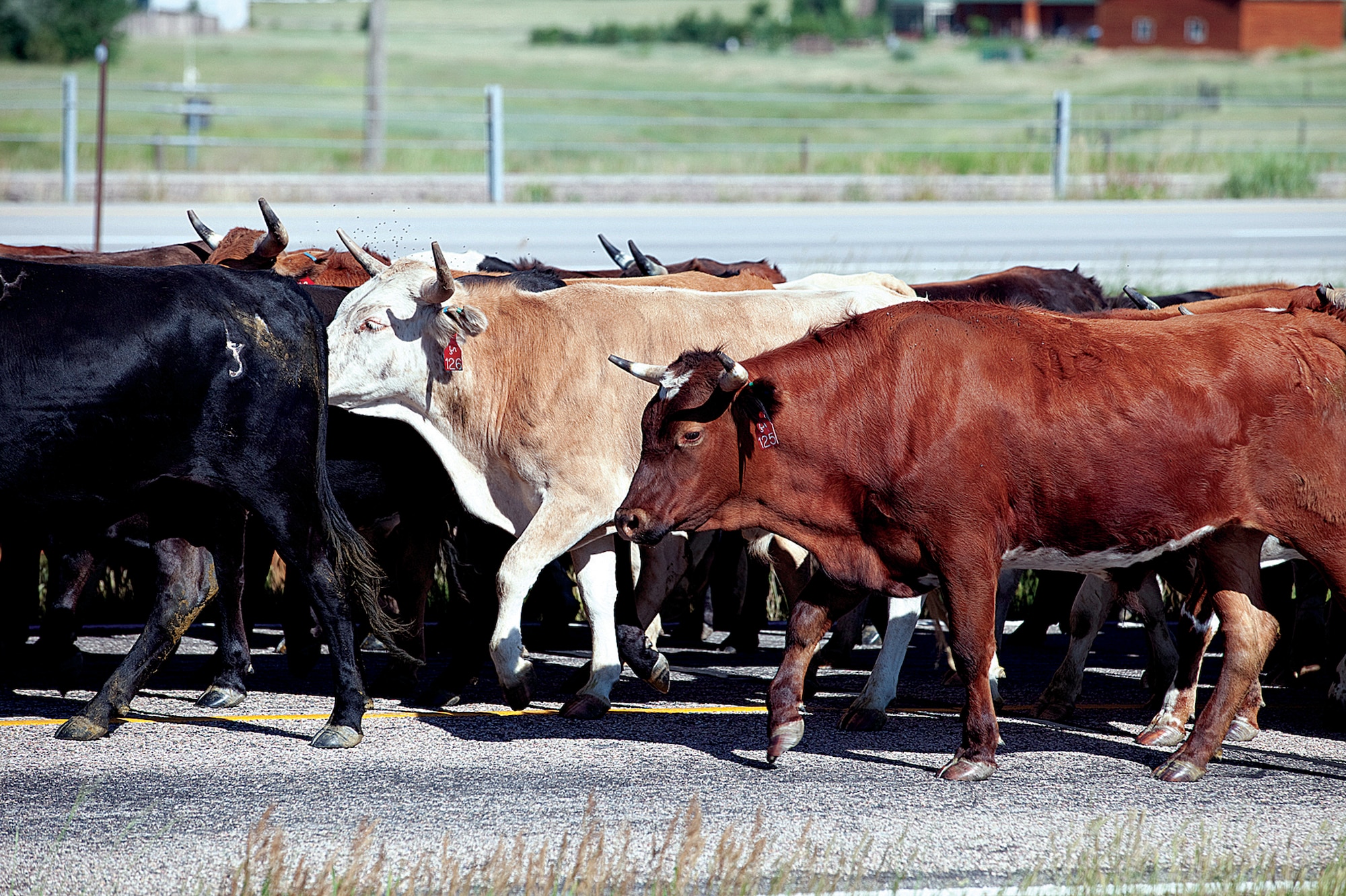 Cattle are being driven down the streets of Cheyenne during the cattle drive July 19. The cattle were guided down the street by Rachel Shutter, Miss Frontier, and Amy Berry, her Lady in Waiting and other CFD officials. (U.S. Air Force photo by Jeff Allred)