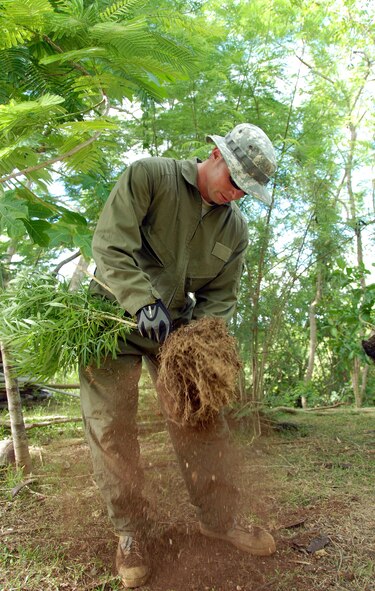 Staff Sgt. Roy Snyder, Counterdrug Task Force, Idaho National Guard, shakes the dirt off a marijuana plant confiscated during the Marijuana Eradication Mission on Guam July 1. Staff Sgt Snyder was on Guam in support of the Drug Enforcement Administration Marijuana Eradication Mission held on Tinian and Guam June 30-July 2. Law enforcement agents confiscated hundreds of illicit plants during the three day operation. (U.S. Air Force photo/Tech. Sgt. Betty J. Squatrito-Martin)
