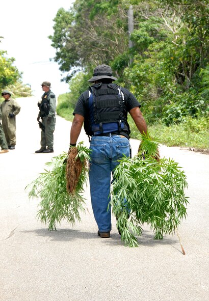 Law enforcement agent drags confiscated marijauna to collection zone during Marijauna Eradication Mission on Guam July 1. The Drug Enforcement Administration headed a Marijauna Eradication Mission on Tinian and Guam June 30-July 2. LEAs from several governmental agencies participated in the three day mission. The officers were able to confiscate and destroy hundreds of plants. (U.S. Air Force photo/Tech. Sgt. Betty J. Squatrito-Martin)