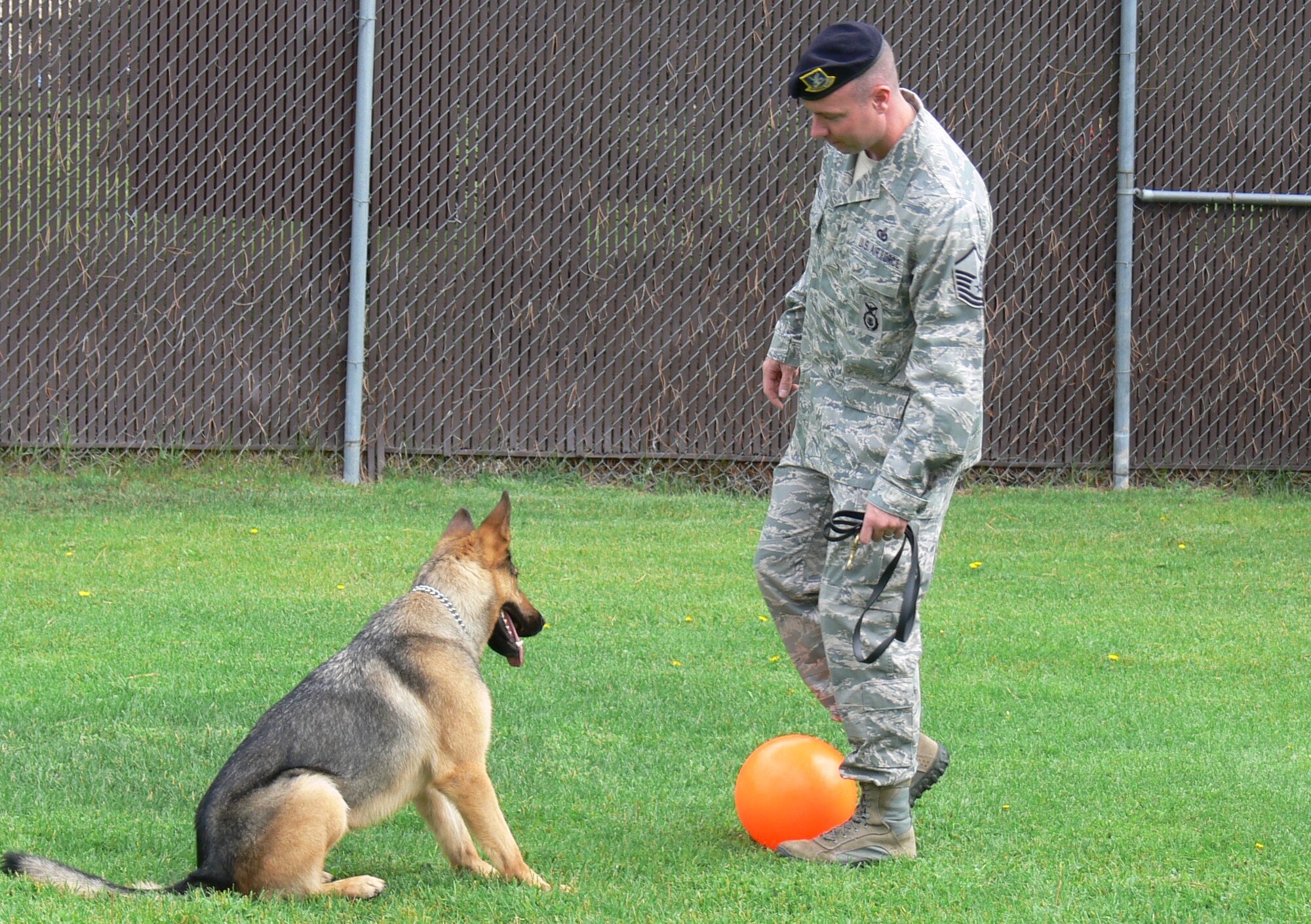 Master Sgt. Eric Haynes, 21st Security Forces Squadron noncommissioned officer in charge of the military working dog section, plays ball with Gina, a four-year-old German shepherd, during her off-duty time July 21 at the Peterson Air Force Base dog kennel. Sergeant Haynes spent the past six months working daily with Gina, who suffered from post traumatic stress disorder after her tour in the Middle East. Rehabilitation efforts worked and Gina was recently re-certified to work again. (U.S. Air Force photo/Monica Mendoza) 