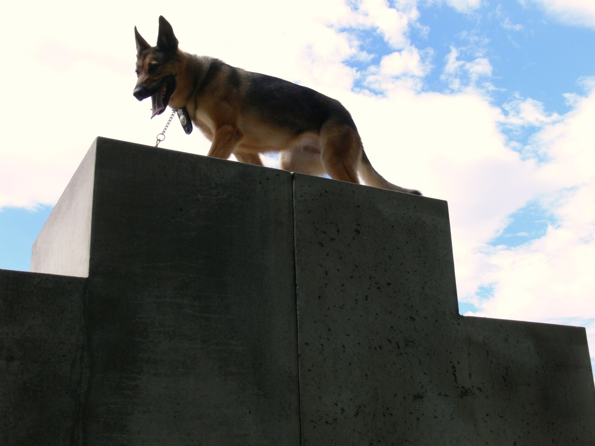 Gina, 21st Security Forces Squadron military working dog, runs through the obstacle course at the Peterson Air Force Base dog kennel July 21. Gina served her first tour in the war this year and returned with post traumatic stress disorder. After six months of intense rehabilitation, Gina was re-certified to work again. (U.S. Air Force photo/Monica Mendoza)