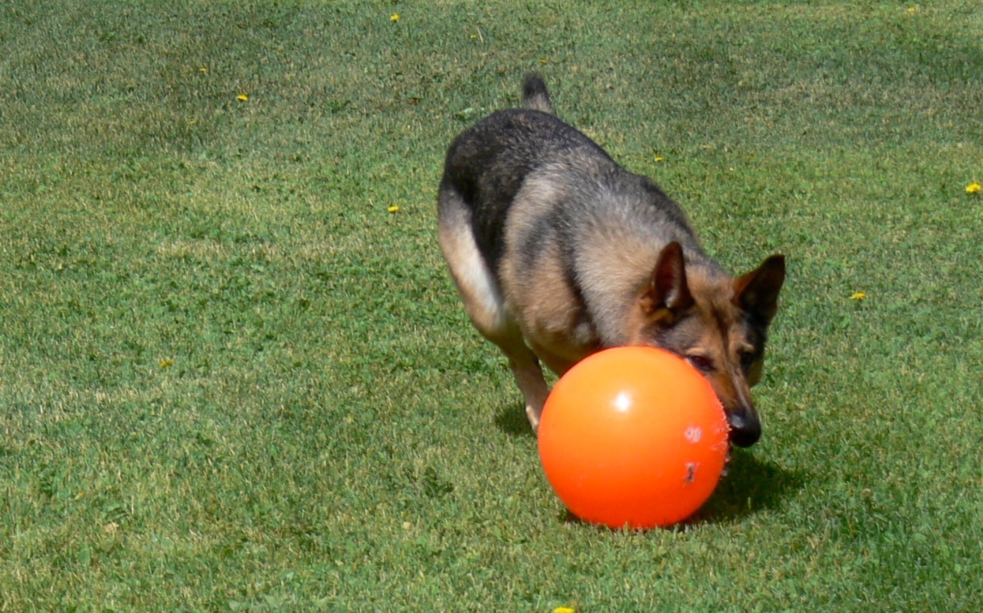 Four-year-old Gina, a 21st Security Forces Squadron military working dog, plays during her off-duty hours July 21 at the Peterson Air Force Base dog kennel. Gina served her first tour in the Middle East earlier this year and suffered from post traumatic stress disorder. After six months of intense rehabilitation she was re-certified to work again. (U.S. Air Force photo/Monica Mendoza)