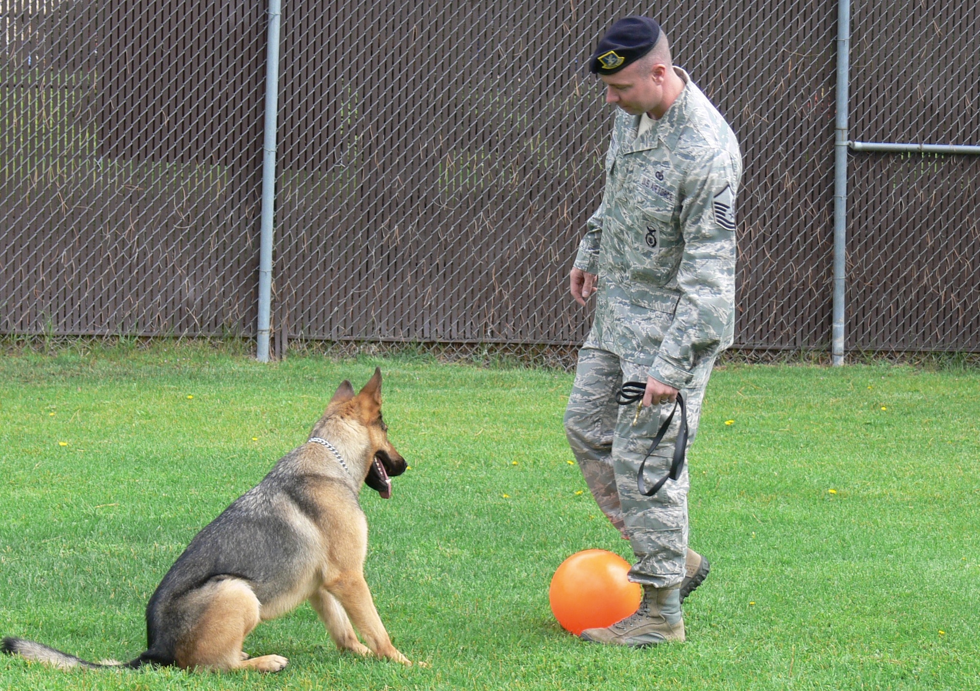Master Sgt. Eric Haynes plays ball with Gina, a four-year-old German shepherd, during her off-duty time at  the dog kennel July 21, 2010, at Peterson Air Force Base, Colo. Sergeant Haynes spent the past six months working daily with Gina, who suffered from post traumatic stress disorder after her tour in Southwest Asia. Sergeant Haynes is the 21st Security Forces Squadron NCO in charge of the military working dog section. (U.S. Air Force photo/Monica Mendoza) 