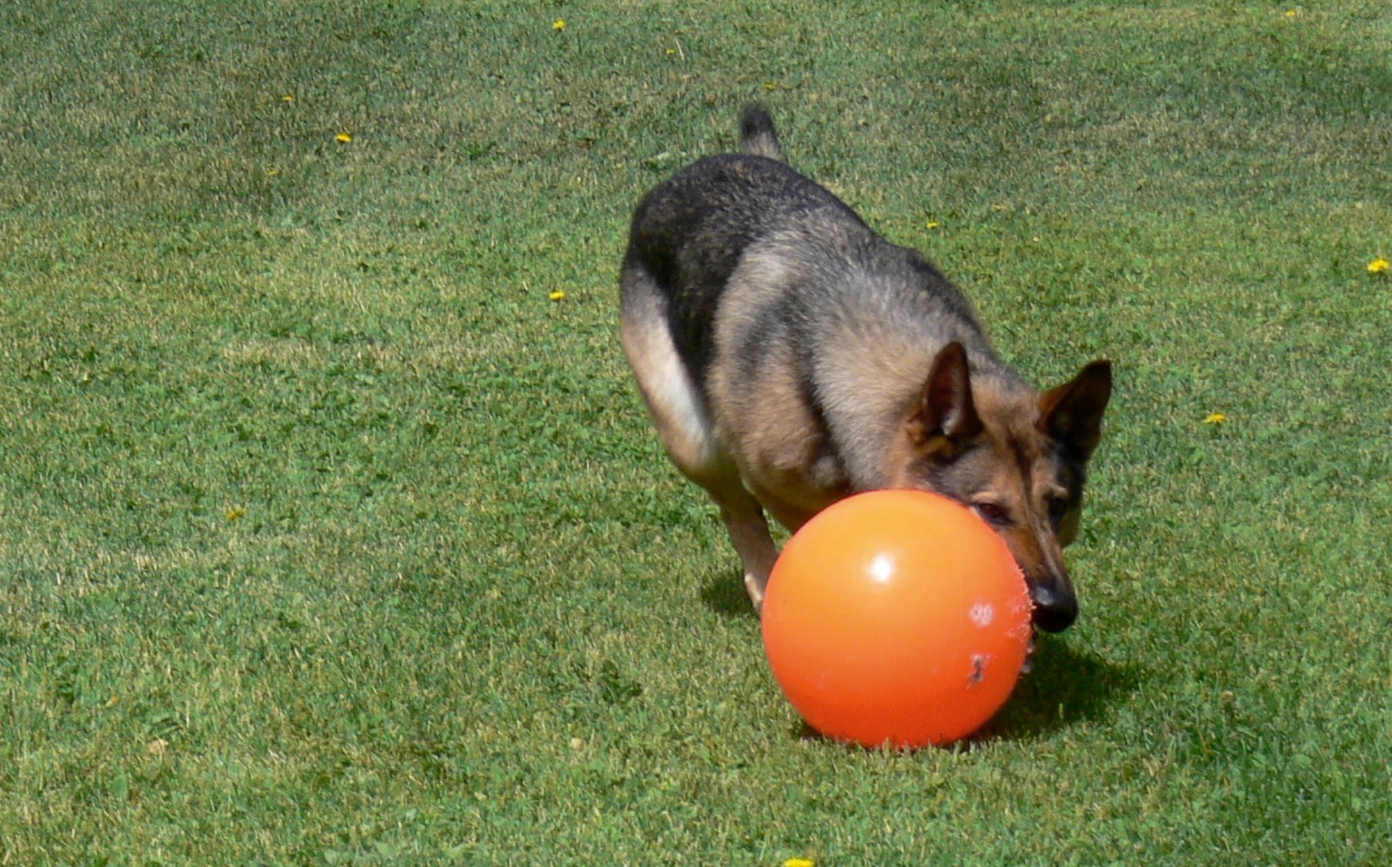 Four-year-old Gina plays during her off-duty hours July 21, 2010, at the dog kennel at Peterson Air Force Base, Colo. Gina served her first tour in Southwest Asia earlier this year and suffered from post traumatic stress disorder. Gina is a  21st Security Forces Squadron military working dog. (U.S. Air Force photo/Monica Mendoza)