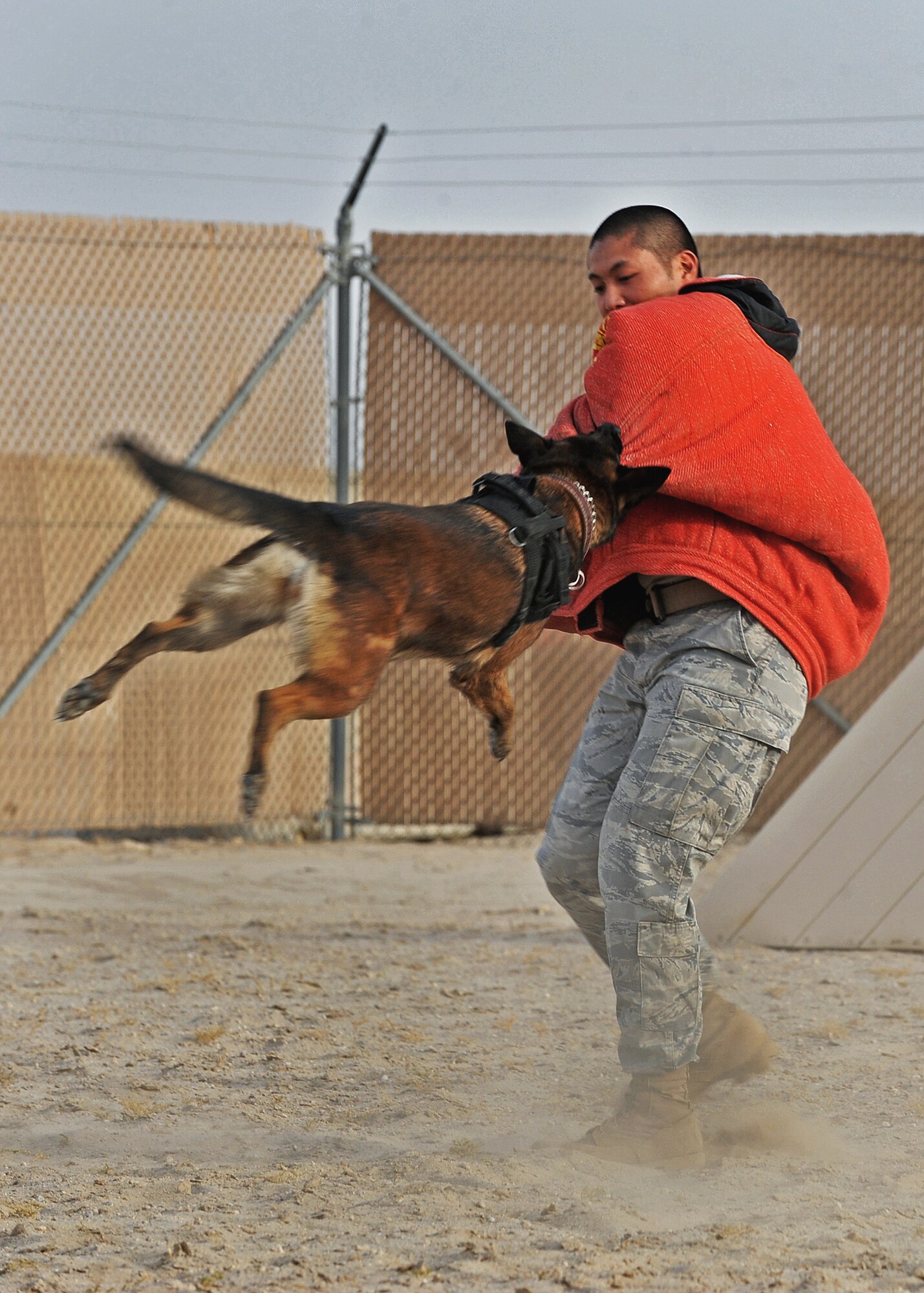 SOUTHWEST ASIA - Staff Sgt. Lino Estacion, a dog handler with the 386th Expeditionary Security Forces Squadron, demonstrates the training of a military working dog at an undisclosed air base here July 21, 2010. Each dog is trained to attack and hold an aggressor until ordered to release by its trainer. (U.S. Air Force photo by Senior Airman Laura Turner)