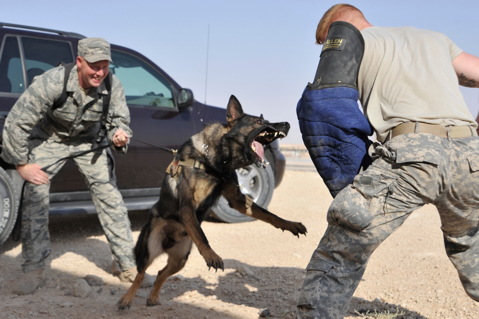Ali, a military working dog bites Seaman Andrew English, military working dog handler, deployed from Naval Air Station Key West, Fla, July 25, 2010, at Al Asad Air Base, Iraq. The handlers use a padded sleeve to protect themselves from the dogs during training.( U.S. Air Force photo by Senior Airman Perry Aston) (Released)