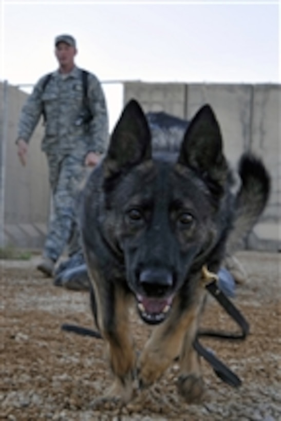 Ali, a U.S. Air Force military working dog, runs to the next obstacle on a training course at Asad Air Base, Iraq, on July 25, 2010.  The obstacle course provides exercise and obedience training for military dogs.  