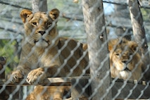 MINOT, N.D. -- Two African lions are a couple of the many friends one may see on a visit to the Roosevelt Park Zoo. Every year the zoo hosts a military appreciation day. This year’s event is scheduled for June 16. (U.S. Air Force photo by Tech. Sgt. Lee A. Osberry, Jr.)