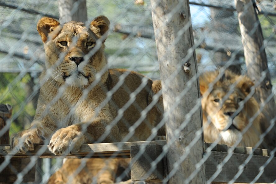 MINOT, N.D. -- Two African lions are a couple of the many friends one may see on a visit to the Roosevelt Park Zoo. Every year the zoo hosts a military appreciation day. This year’s event is scheduled for June 16. (U.S. Air Force photo by Tech. Sgt. Lee A. Osberry, Jr.)