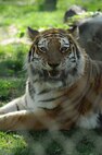 MINOT, N.D. -- The Bengal tiger is one of the newly featured friends one may see on a visit to the Roosevelt Park Zoo. Every year the zoo hosts a military appreciation day. This year’s event is scheduled for June 16. (U.S. Air Force photo by Tech. Sgt. Lee A. Osberry, Jr.)