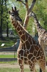 MINOT, N.D. -- The reticulated giraffes are a couple of the many friends one may see on a visit to the Roosevelt Park Zoo. Every year the zoo hosts a military appreciation day. This year’s event is scheduled for June 16. (U.S. Air Force photo by Tech. Sgt. Lee A. Osberry, Jr.)