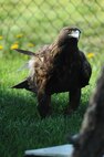 MINOT, N.D. -- A bald eagle is one of the many friends one may see on a visit to the Roosevelt Park Zoo. Every year the zoo hosts a military appreciation day. This year’s event is scheduled for June 16. (U.S. Air Force photo by Tech. Sgt. Lee A. Osberry, Jr.)