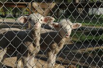 MINOT, N.D. -- Two baby lambs are newly featured in the children’s area and two more friends one may see on a visit to the Roosevelt Park Zoo. Every year the zoo hosts a military appreciation day. This year’s event is scheduled for June 16. (U.S. Air Force photo by Tech. Sgt. Lee A. Osberry, Jr.)