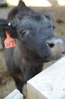 MINOT, N.D. -- A cow is one of the many friends one may see on a visit to the Roosevelt Park Zoo. Every year the zoo hosts a military appreciation day. This year’s event is scheduled for June 16. (U.S. Air Force photo by Tech. Sgt. Lee A. Osberry, Jr.)