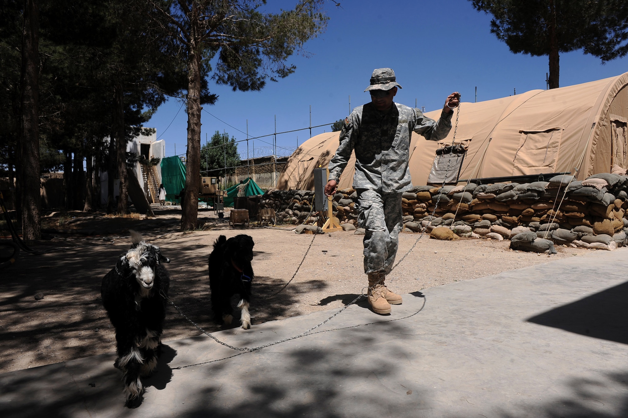"John," an interpreter working with Provincial Reconstruction Team Zabul, walks goats used for lawn care, May 29, 2010, at Forward Operating Base Smart, Afghanistan.  (U.S. Air Force photo/Staff Sgt. Manuel J. Martinez/released) 