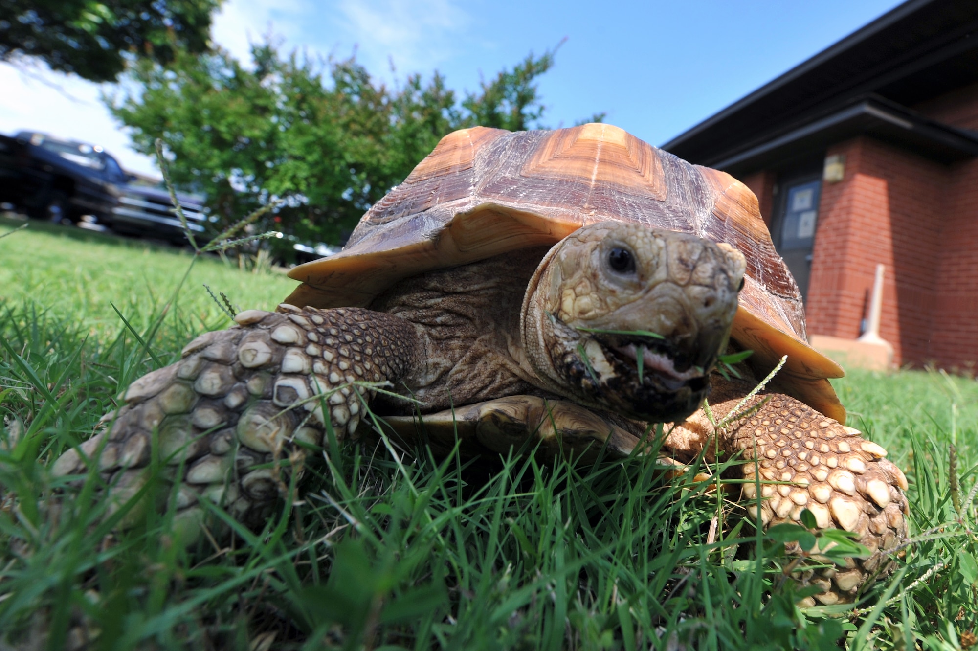 Hinz, an African Spurred Tortoise, was found wandering near the horse stables on base by Airmen from the 19th Civil Engineer Squadron. The African Spurred Tortoise is the largest of the African mainland tortoises, with males growing to about 35 inches and females growing a large as 26 inches. (U.S. Air Force photo by Senior Airman Chris Willis)
