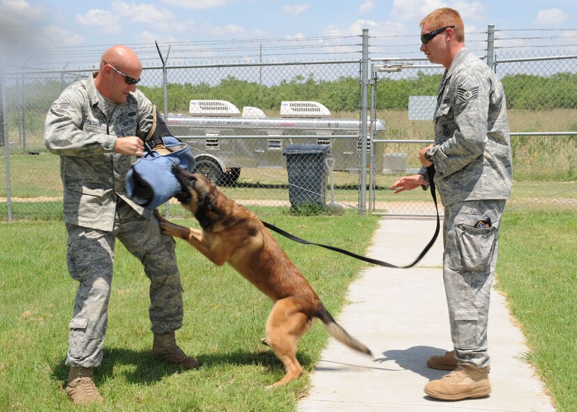 DYESS AIR FORCE BASE, Texas— Senior Airman Robert Evilsizer (left) and Staff Sgt. Shawn Rankins (right), both 7th Security Forces Squadron military working dog handlers, practice with military working dog, Condor, on attacks during a training exercise June 9 here. Military working dogs are trained daily in order to support the squadron’s mission to detect and deter. The training consists of a combination of explosive and patrol work. (U.S. Air Force photo/ Airman 1st Class Brittney Smolinski)