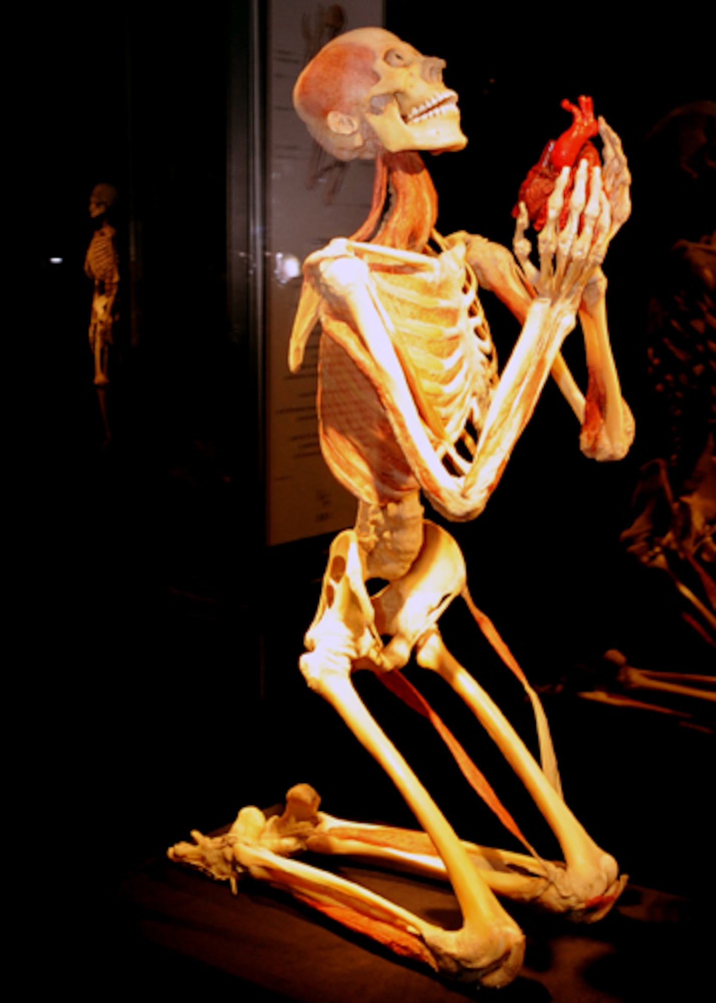 DENVER, Colo. -- The Praying Skeleton is presented as a memorial to the body donors at the Body Worlds and the Story of the Hearth exhibit. The skeleton praises the vessels of the heart, indicating the fragility of our existance. The heart is the first organ to form and stops working last. (U.S. Air Force photo by Airman 1st Class Marcy Glass)