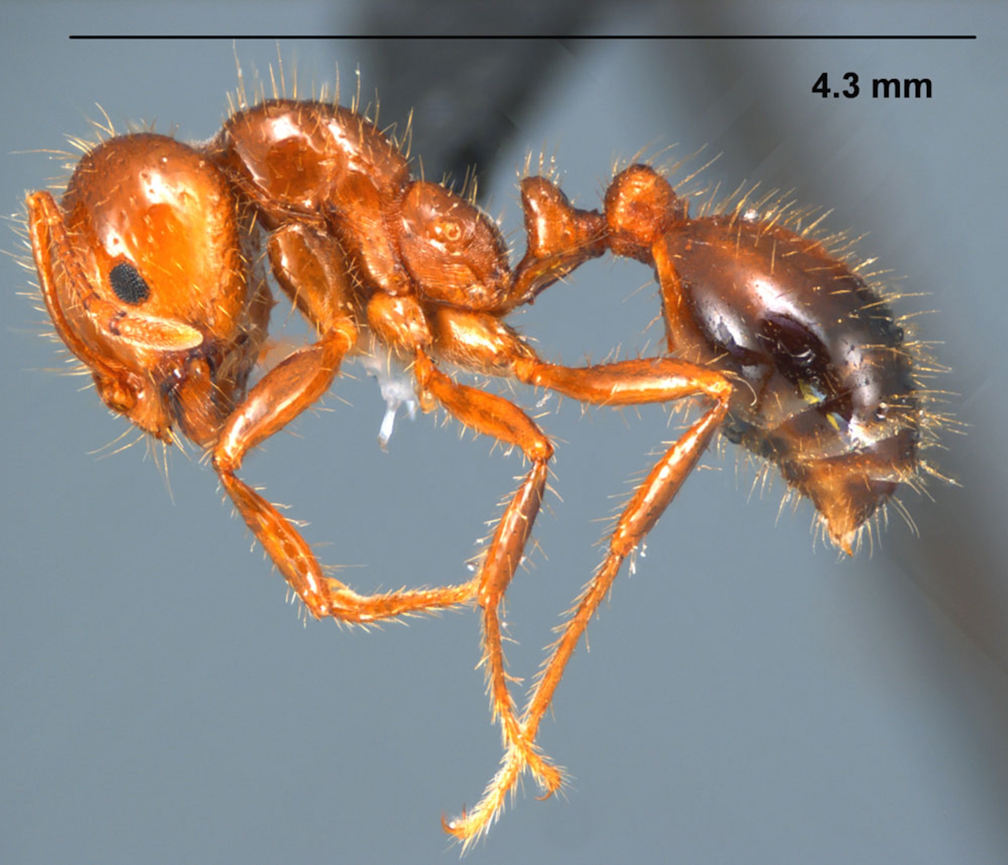 A red imported fire ant “Solenopsis invicta” like the ones that must be controlled on base. (Photo courtesy of the University of Mississippi)