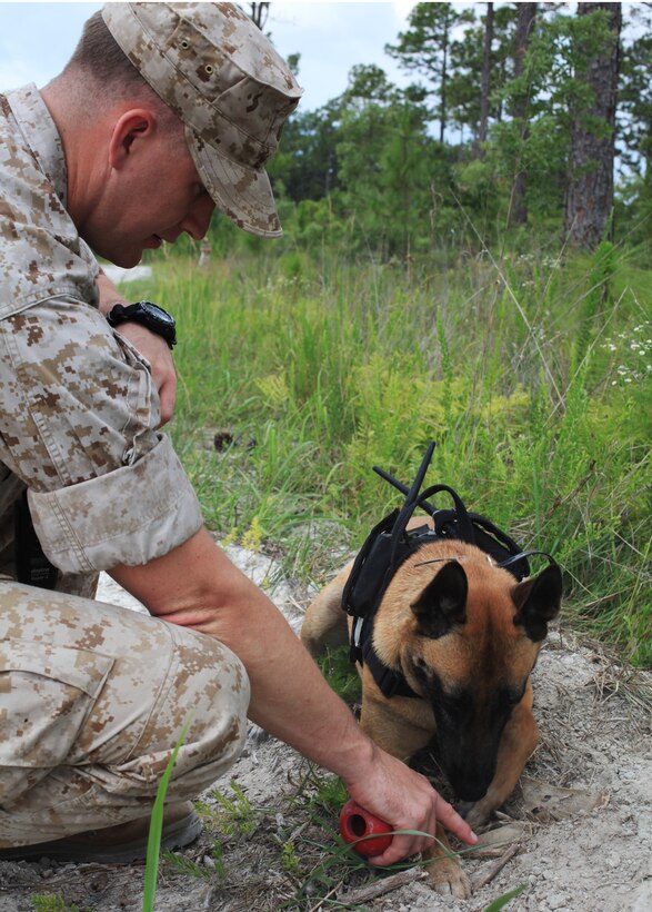 Cpl. Benjamin Shaffer, the chief military working dog handler with Military Police Support Company, II Marine Expeditionary Force Headquarters Group, praises Shandi after she found explosive odors planted by the Marines aboard Camp Lejeune, N.C., June 9, 2010.  Dog handlers and their dogs perform daily training to keep themselves prepared for deployment.
