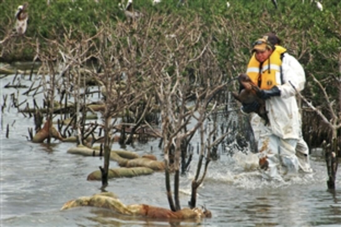 Tim Kimmel of the U.S. Fish and Wildlife Service carries an oiled pelican from a nesting area in Barataria Bay, La., June 5, 2010, to a waiting boat. The pelican was transported to a stabilization center on Grand Isle, La., before being taken to the Fort Jackson Oiled Wildlife Rehabilitation Center at Venice, La., for cleaning.