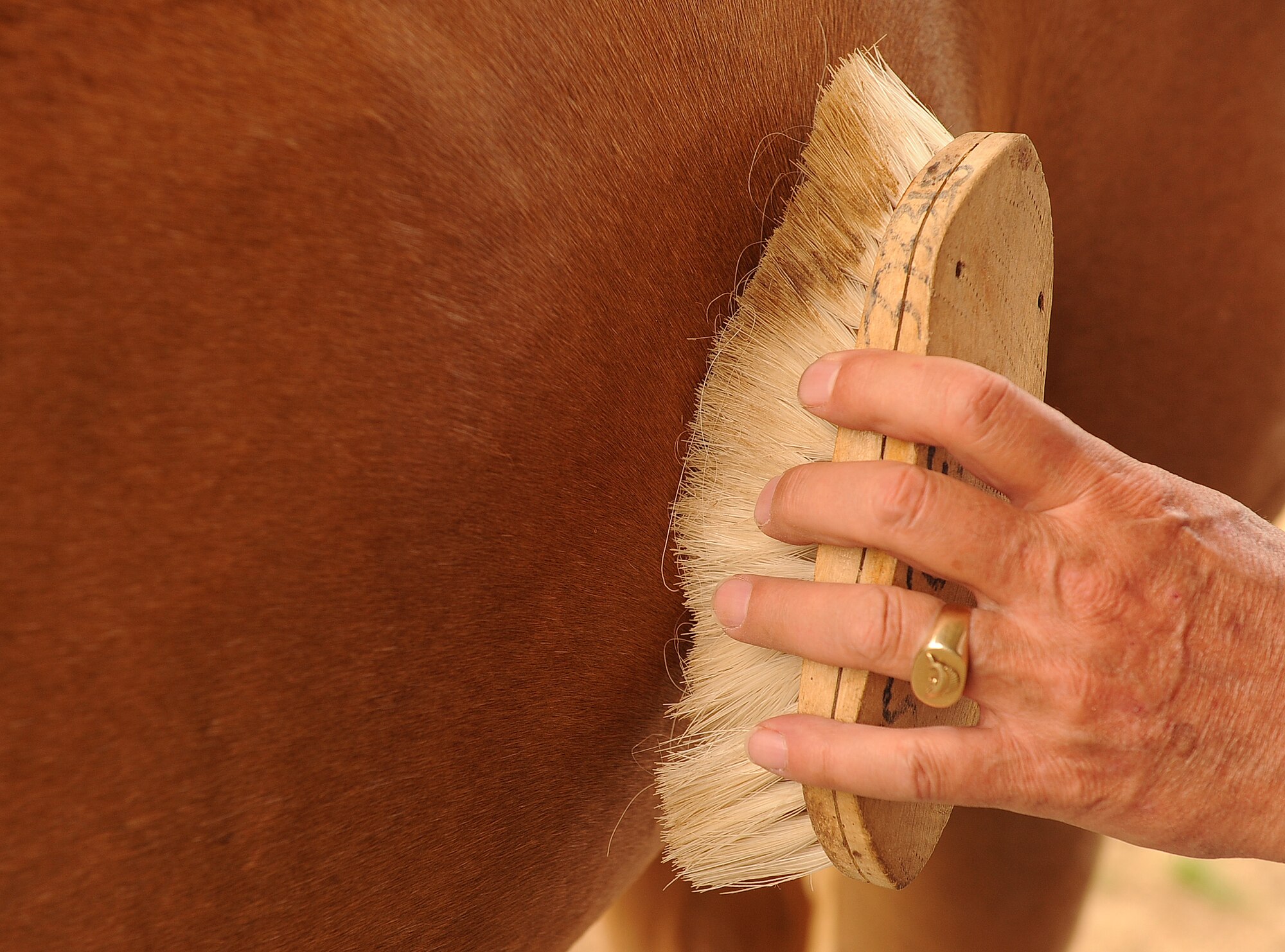 LANGLEY AIR FORCE BASE, Va. -- Terry “Tom” Steele brushes “Buddy” the horse after a Horses Helping Heroes therapy session June 3. Therapy ranges from simply sitting atop the horse to walking, trotting and brushing the horse. (U.S. Air Force photo/Senior Airman Gul Crockett)