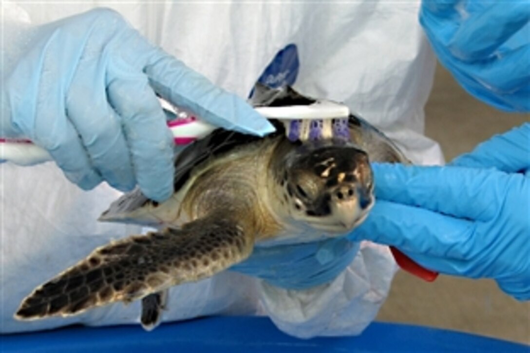 A sea turtle expert engaged in the response to the oil rig disaster in the Gulf of Mexico, which has required U.S. military support, cleans a small Kemp's ridley turtle with a toothbrush, June 12, 2010, New Orleans, La. 
